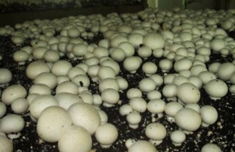 Шампиньоны выращенные по промышленной технологии