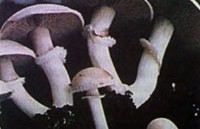 Длинная ножка у шампиньона