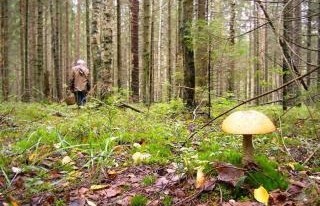 Грибы в лесу