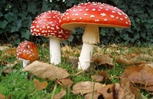 Отравления ядовитыми грибами
