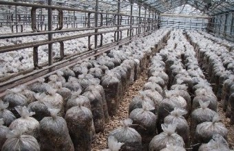 Выращивание вешенки обыкновенной в промышленных масштабах