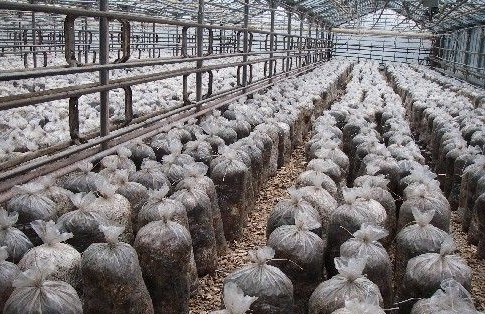 Выращивание вешенки обыкновенной в промышленных масштабах