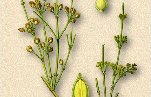 Кустарник эфедра двухколосковая