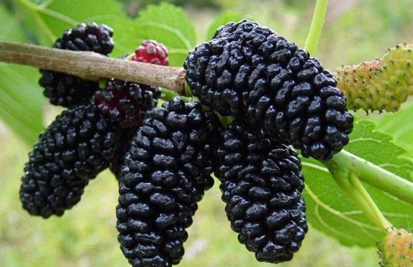 Плоды шелковицы черной
