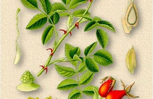 Кустарник шиповник коричный