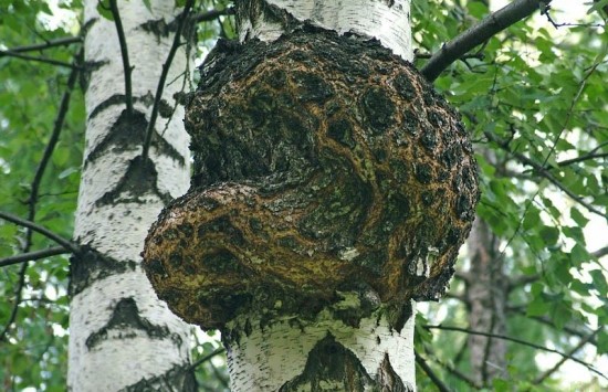 Трутовик косой