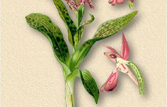 Растение кукушкины слезки
