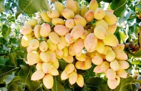 Кустарник фисташка настоящая