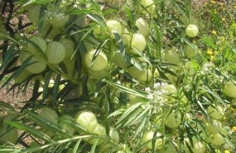 Полукустарник харг