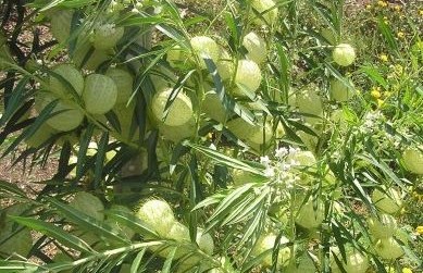 Полукустарник харг