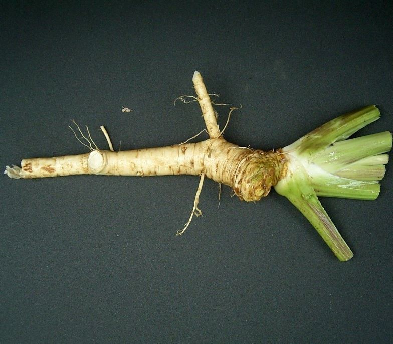 Корень хрена