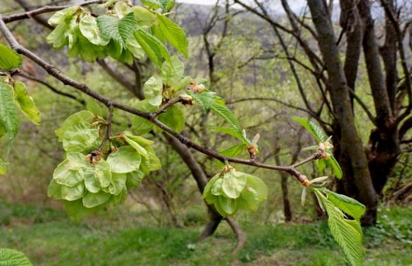 Ветвь вяза равнинного