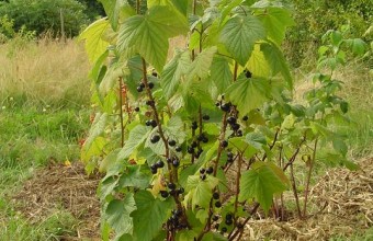 Куст черной смородины