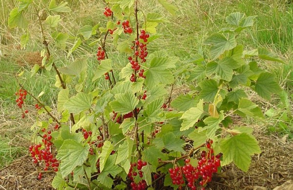 Куст красной смородины